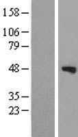 BFSP2 Human Over-expression Lysate