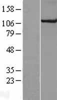 Cullin 4B (CUL4B) Human Over-expression Lysate