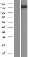 PTCH2 Human Over-expression Lysate