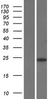 SAP30 Human Over-expression Lysate