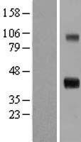 CCN4 Human Over-expression Lysate