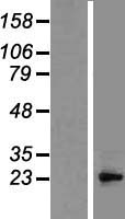 BCL10 Human Over-expression Lysate