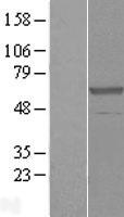 CPNE3 Human Over-expression Lysate