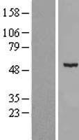 CDKL2 Human Over-expression Lysate