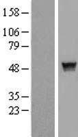 SH2D2A Human Over-expression Lysate