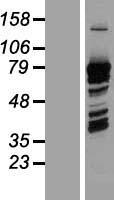 PRC1 Human Over-expression Lysate
