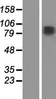Ensconsin (MAP7) Human Over-expression Lysate