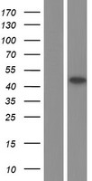 PAX2 Human Over-expression Lysate