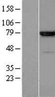 Annexin VI (ANXA6) Human Over-expression Lysate