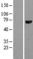 Cryptochrome I (CRY1) Human Over-expression Lysate