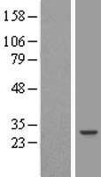 TFIIF (GTF2F2) Human Over-expression Lysate
