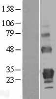 TNFRSF18 Human Over-expression Lysate