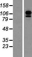 EFTUD2 Human Over-expression Lysate