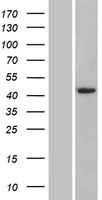 TMPRSS11D Human Over-expression Lysate