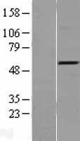 TRAF4 Human Over-expression Lysate