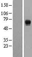 ECM1 Human Over-expression Lysate