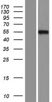 FOXD2 Human Over-expression Lysate
