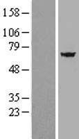 SP110 Human Over-expression Lysate