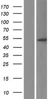 PPP2R2B Human Over-expression Lysate