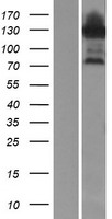 JIP1 (MAPK8IP1) Human Over-expression Lysate