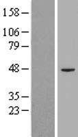 PIGK Human Over-expression Lysate
