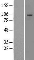 PC6 (PCSK5) Human Over-expression Lysate