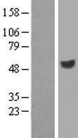 KIR3DL2 Human Over-expression Lysate