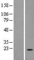 PTP4A3 Human Over-expression Lysate