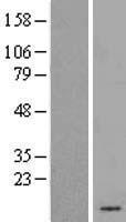 GNG3 Human Over-expression Lysate