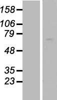 AATF Human Over-expression Lysate