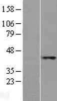 MTCH1 Human Over-expression Lysate
