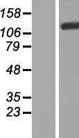 PLEKHM1 Human Over-expression Lysate