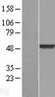 BLU (ZMYND10) Human Over-expression Lysate