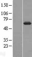 BCMO1 (BCO1) Human Over-expression Lysate