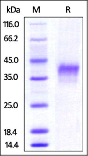 Mouse 4-1BB Protein, His Tag