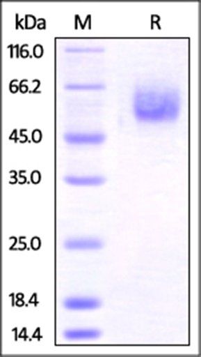 Mouse BTLA Protein, Fc Tag