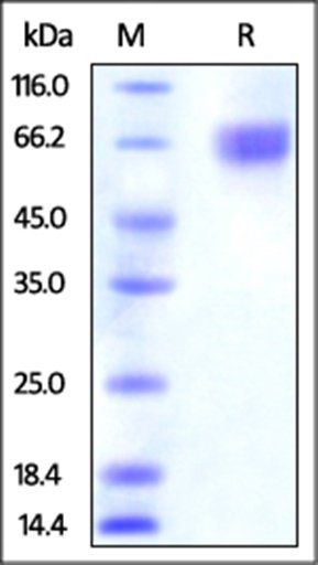 Human Nectin-3 Protein, His Tag