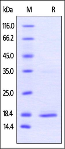 Human TNF-alpha Protein, His Tag