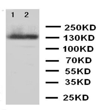 Tight junction protein ZO-2 TJP2 Antibody