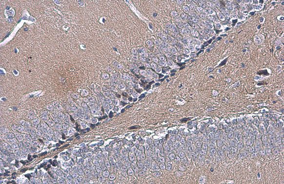 OTUB1 antibody [N1C1]