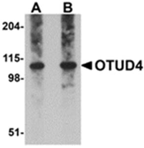 OTUD4 Antibody