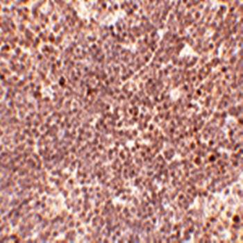 S1P1 Antibody