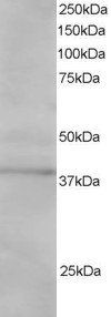 SAE1/AOS1 Antibody