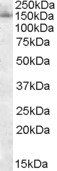 SAP130/SF3B3 Antibody