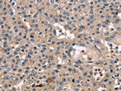 SCGB2A1 Antibody