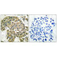 SCGB2A1 Antibody