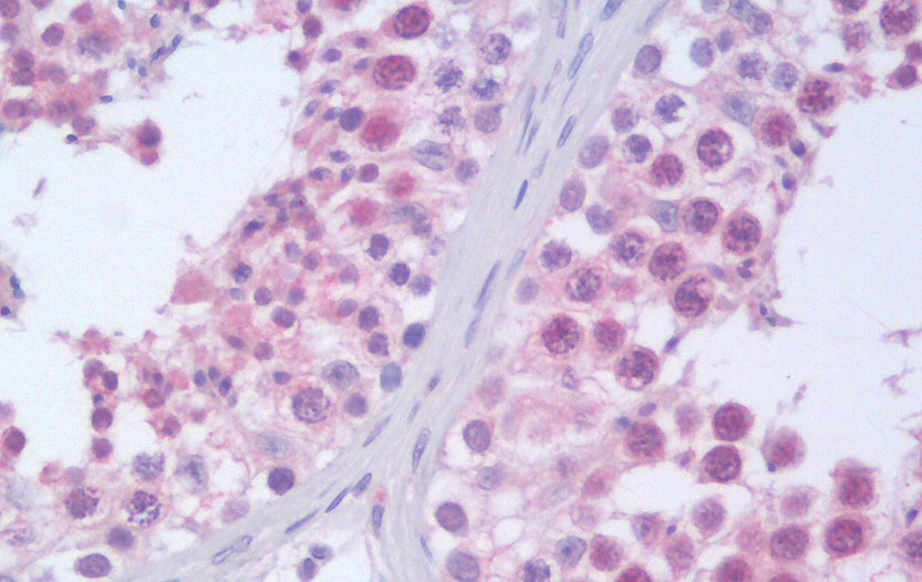 RANBPM/RANBP9 Antibody