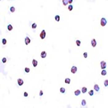 SCRN3 Antibody