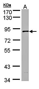 SCY1 like 3 antibody