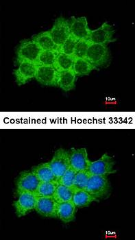 Sec61 alpha antibody